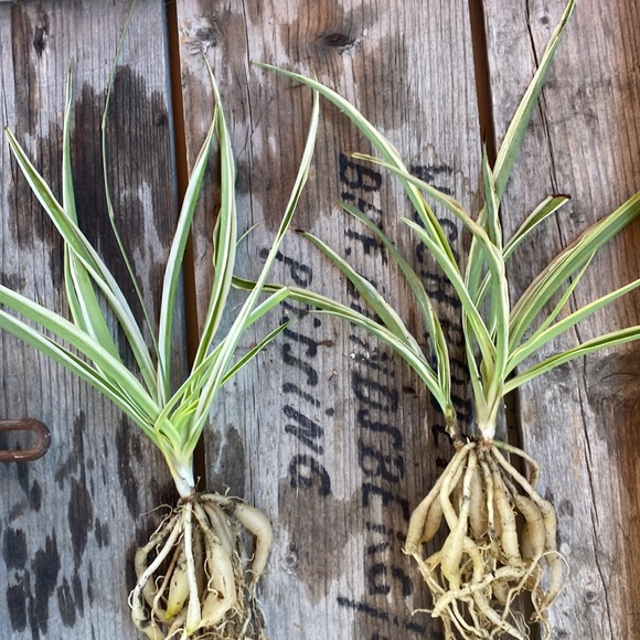 Spider Plant - Picture 2 of 2